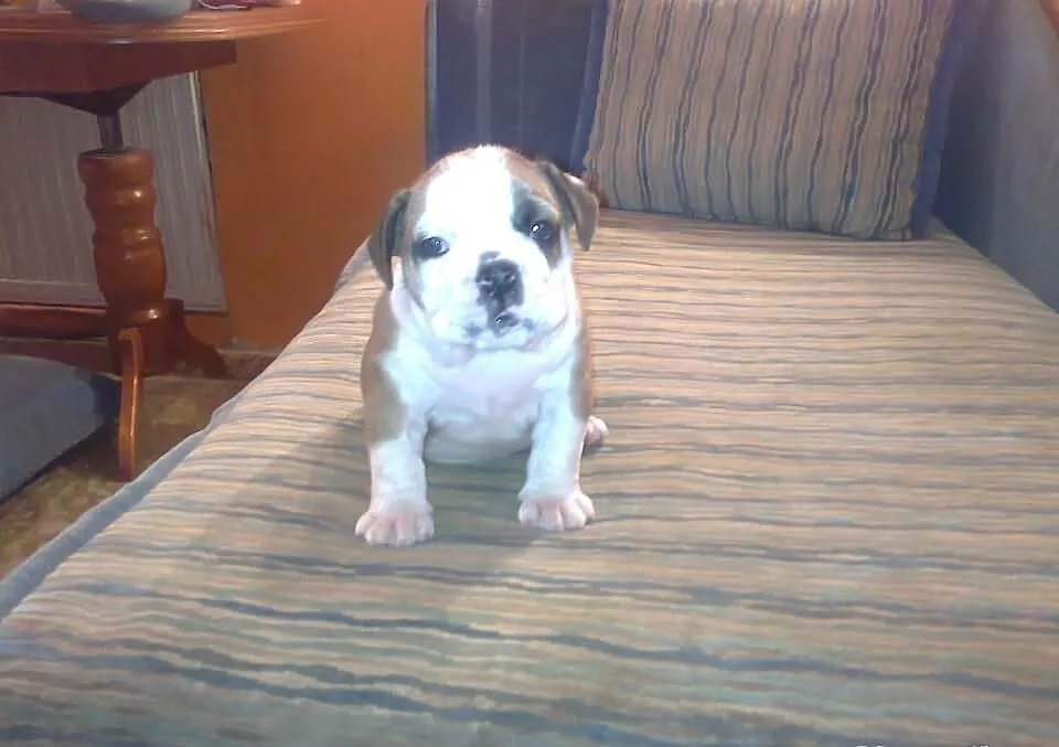 Buldog angielski