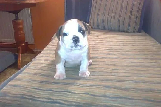 Buldog angielski