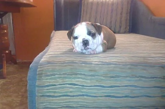 Buldog angielski