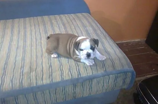 Buldog angielski