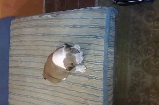 Buldog angielski