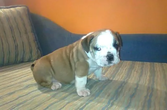 Buldog angielski