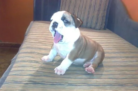 Buldog angielski