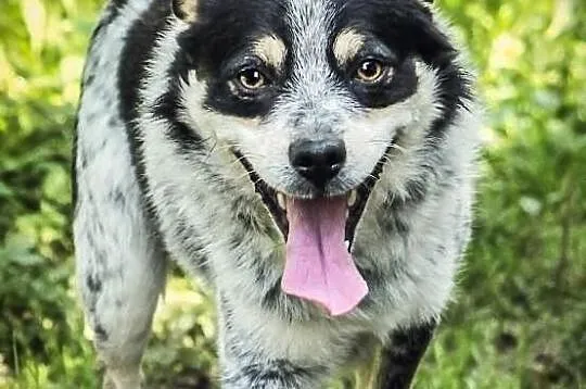 Malutki Walduś szuka domu.