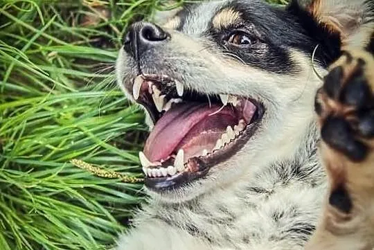 Malutki Walduś szuka domu.