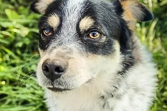 Malutki Walduś szuka domu.