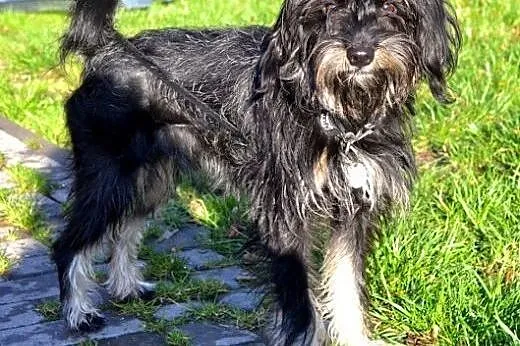 Blondi, miła sunia szuka przyjaznego domu,  mazowieckie Warszawa