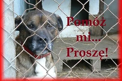 Piękny bokserkowy Niuniuś czeka w bidulu na dom! P