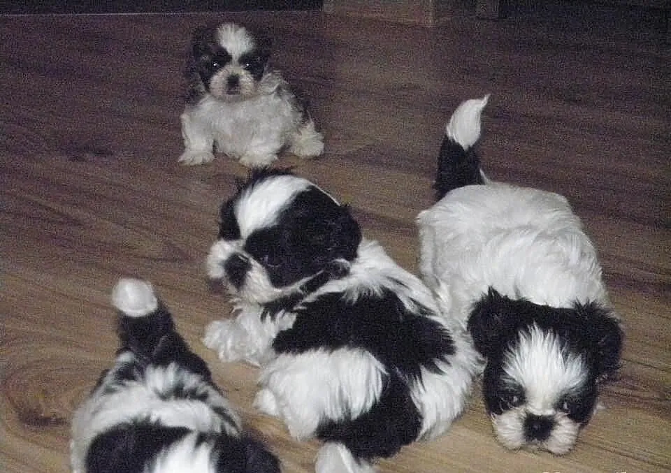 Shih tzu szczeniaczki MINI z rodowodem