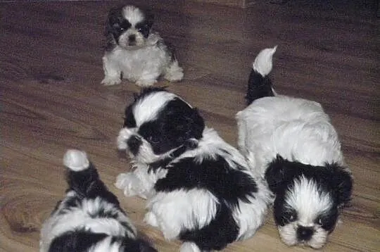 Shih tzu szczeniaczki MINI z rodowodem