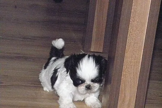 Shih tzu szczeniaczki MINI z rodowodem