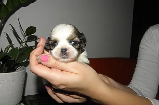 Shih tzu szczeniaczki MINI z rodowodem