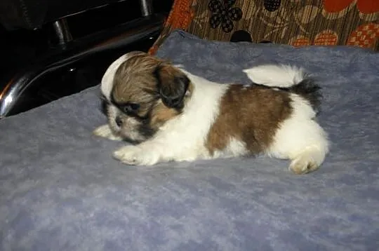 Shih tzu szczeniaczki MINI z rodowodem