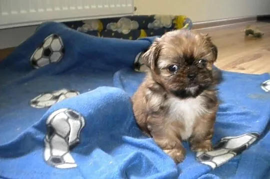 Shih tzu szczeniaczki MINI z rodowodem
