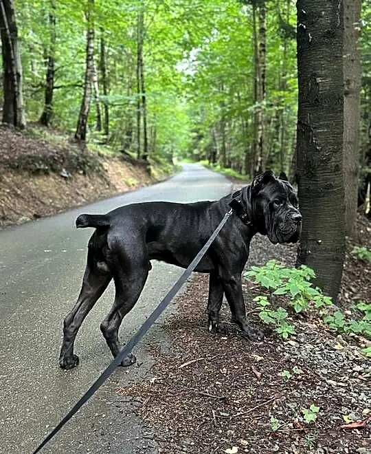 Wyjątkowa, szara suczka Cane Coso ZKwP/FCI, Dolnośląskie, Wrocław