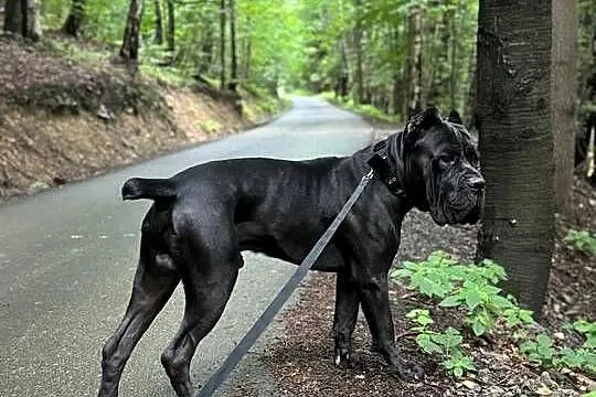 Wyjątkowa, szara suczka Cane Coso ZKwP/FCI, Dolnośląskie, Wrocław