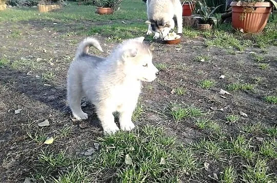 Szczeniaki alaskan malamute