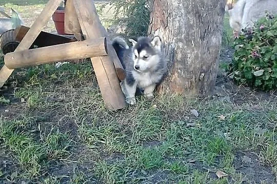 Szczeniaki alaskan malamute