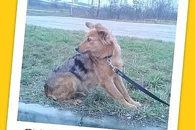 SZELTA-ruda suczka bardzo sympatyczna,delikatna, łagodna_Adopcja_