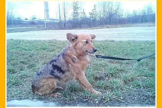 SZELTA-ruda suczka bardzo sympatyczna,delikatna, ł