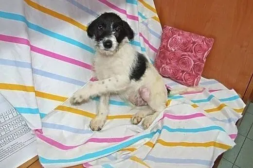 Malenki Pchelek 3-4 miesieczny,adopcja!!,  świętok