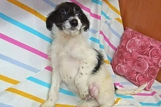 Malenki Pchelek 3-4 miesieczny,adopcja!!,  świętok