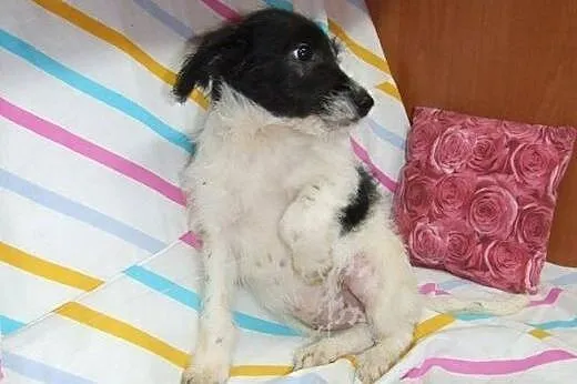 Malenki Pchelek 3-4 miesieczny,adopcja!!,  świętok