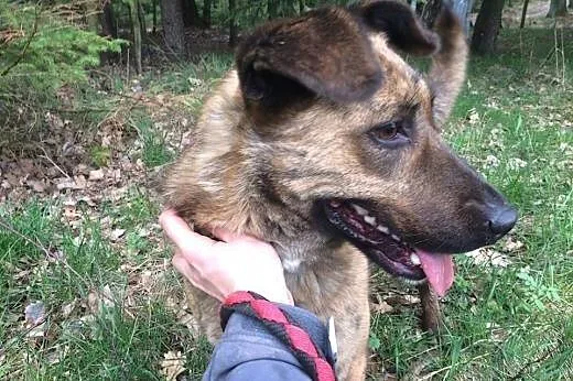 Pręgowana Saba już ponad rok szuka domu...,  Pozos