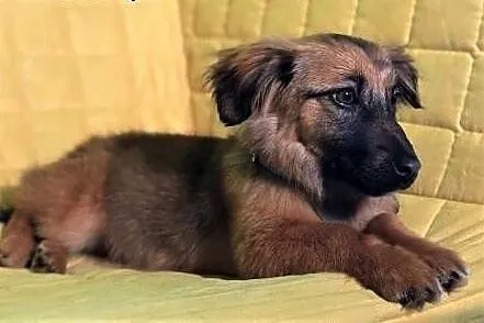 MIMI - 6 miesięczna, kochana szczeniaczka szuka domu,  mazowieckie Warszawa, Mazowieckie, Warszawa