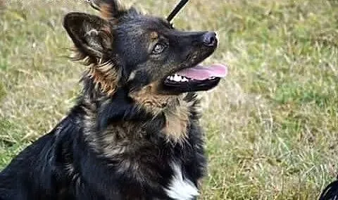 TEO-mix owczarka,6-7 mies,adopcja!!!, dolnośląski