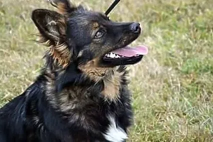 TEO-mix owczarka,6-7 mies,adopcja!!!, dolnośląskie Wrocław