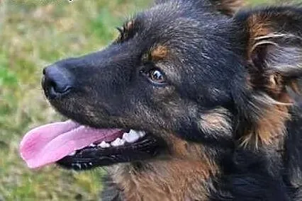 TEO-mix owczarka,6-7 mies,adopcja!!!,  dolnośląski