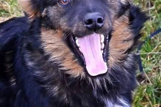 TEO-mix owczarka,6-7 mies,adopcja!!!,  dolnośląski