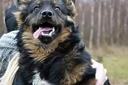 TEO-mix owczarka,6-7 mies,adopcja!!!,  dolnośląski