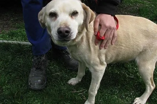 Suczka w typie Labradora w schronisku ! ,  łódzkie Łódź