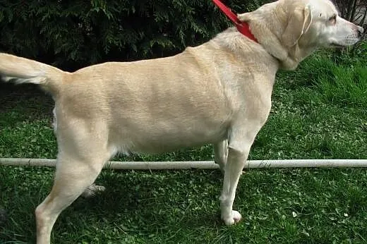 Suczka w typie Labradora w schronisku ! ,  łódzkie