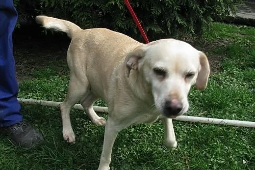 Suczka w typie Labradora w schronisku ! ,  łódzkie