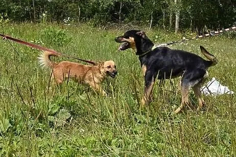 Lisa-4 kg psiej sierotki - sunia troszkę boi się ś