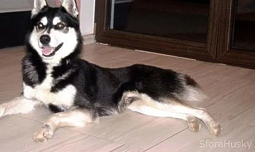 LOLEK husky młodziak do adopcji, wielkopolskie Po