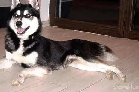 LOLEK husky młodziak do adopcji,  wielkopolskie Po
