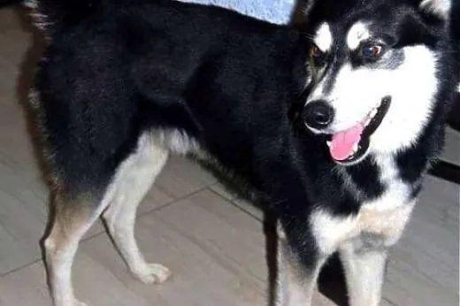 LOLEK husky młodziak do adopcji,  wielkopolskie Po