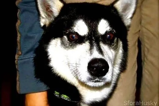 LOLEK husky młodziak do adopcji,  wielkopolskie Po