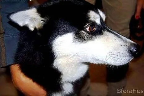 LOLEK husky młodziak do adopcji,  wielkopolskie Po