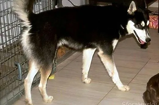 LOLEK husky młodziak do adopcji,  wielkopolskie Po