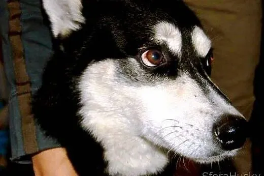 LOLEK husky młodziak do adopcji,  wielkopolskie Po