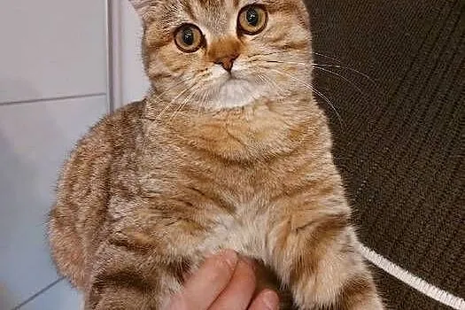 Kotka brytyjska złota ticked