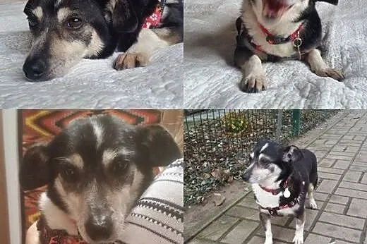 Podaruj dom maleńkiej Tosi :),  mazowieckie Warsza