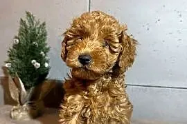 Uroczy Piesek Pudel Toy