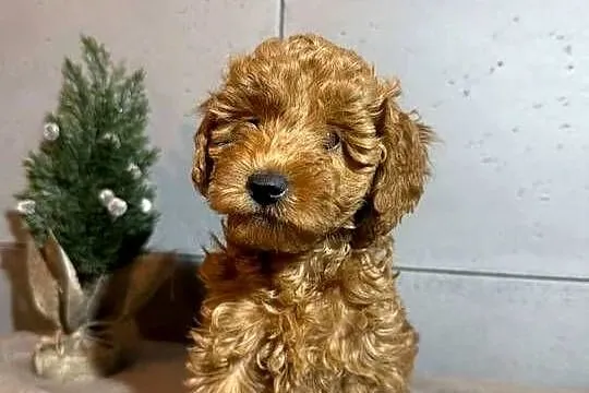 Uroczy Piesek Pudel Toy