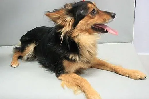 PTYŚ - piękny, 6 kg mikro piesek do adopcji,  mazowieckie Warszawa